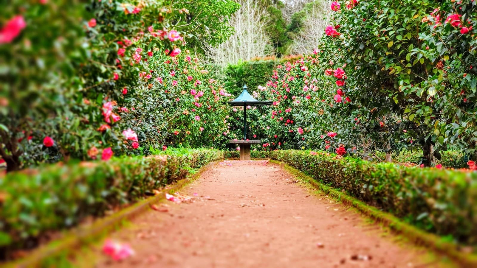 Lush irrigated garden in Marrakech